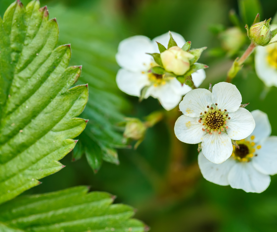 Wiosna nadchodzi – a nasza praca zaczyna się na polach 🌱🍓